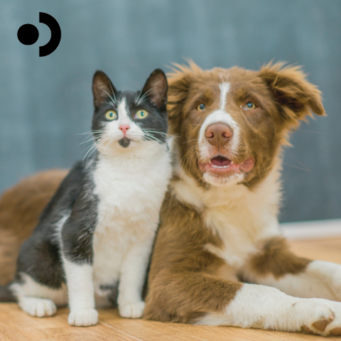 Adopting A Rescue Pet