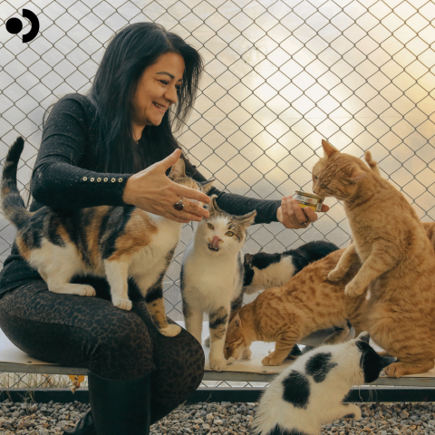 Cat adoption