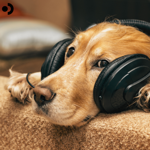 Calming music for dogs