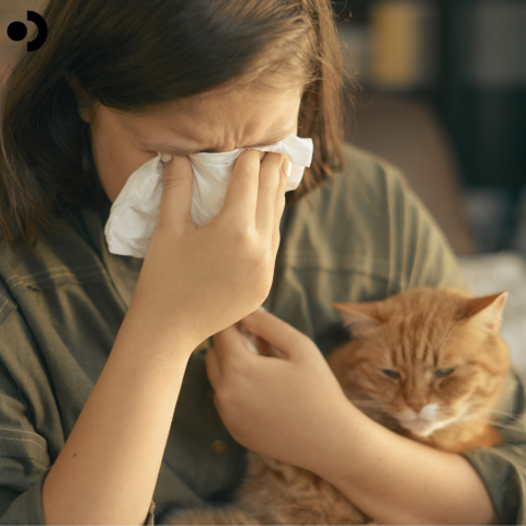 Managing Cat Allergies: What Causes Them and What Actually Helps