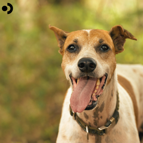 Dog Panting