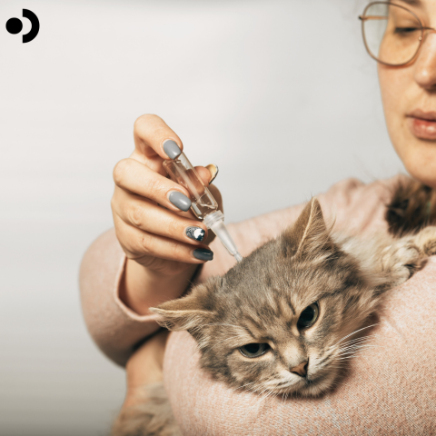 Winning the Battle Against Fleas: Your Complete Guide to Keeping Your Cat Flea-Free.
