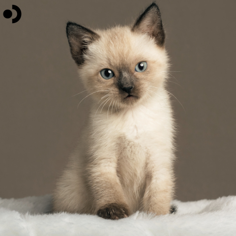 Kitten adoption