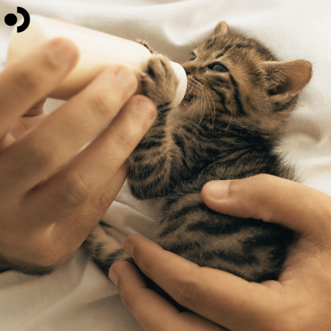 Adopting Bottle-Fed Kittens