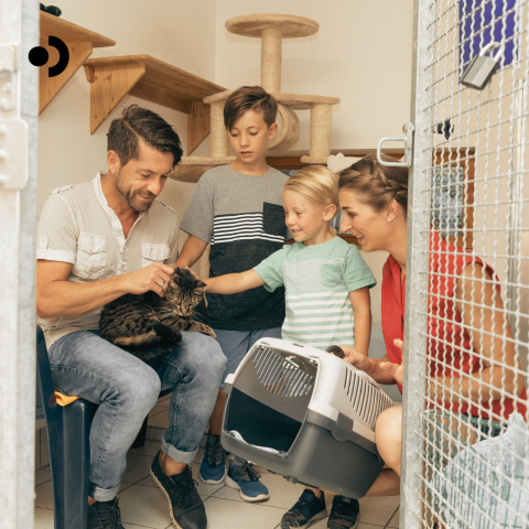 A Guide to Cat Rescue, Adoption & Fostering: Welcoming a Furry Friend Into Your Life