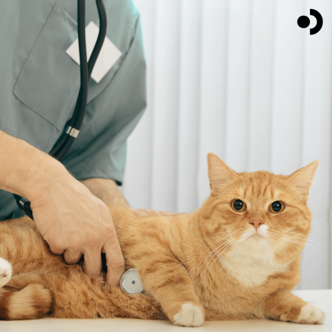 Navigating pet health