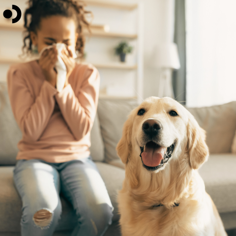 Dog allergies