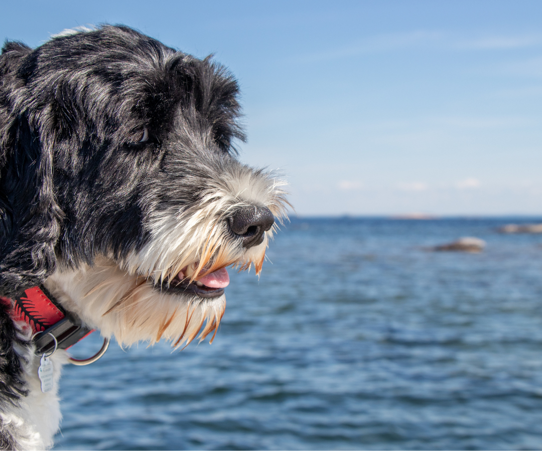 Best Large, Low-Shedding, Hypoallergenic Dog Breeds for Seattle Living