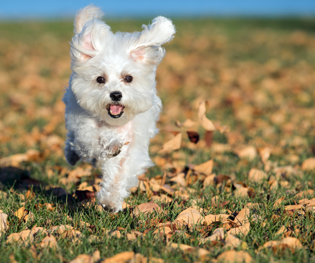 Top Pet-Friendly Seattle Apartments & Best Small Hypoallergenic Dog Breeds
