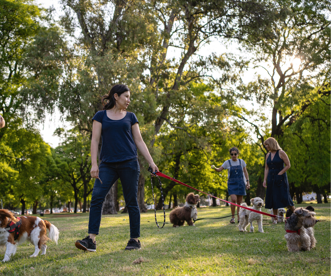 Best Dog-Friendly Parks in New York City: Off-Leash Hours & Hidden Gems