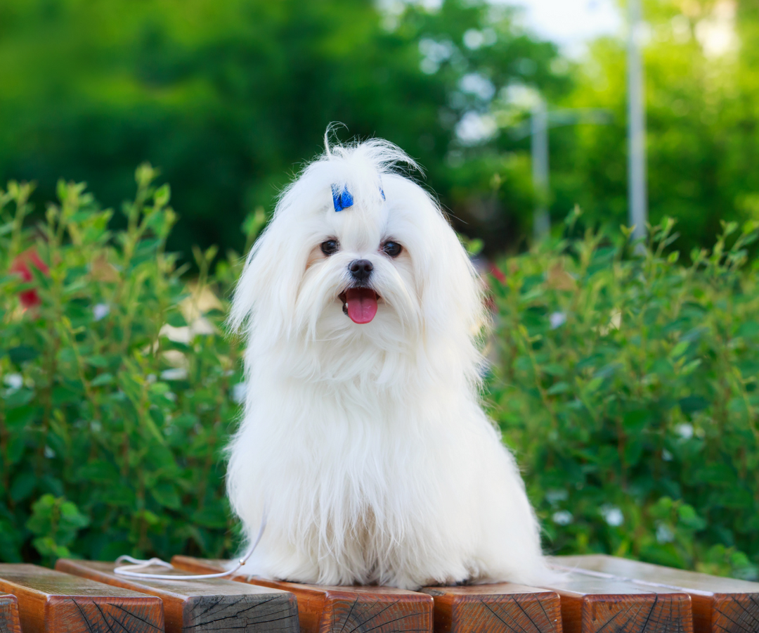 Best Pet-Friendly Apartments in Los Angeles for Small Hypoallergenic Dogs