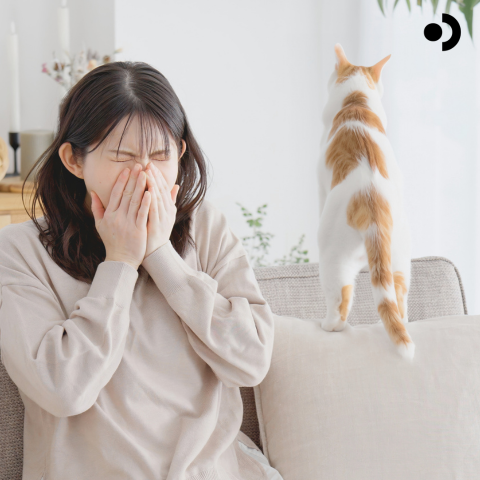 Household dust allergy