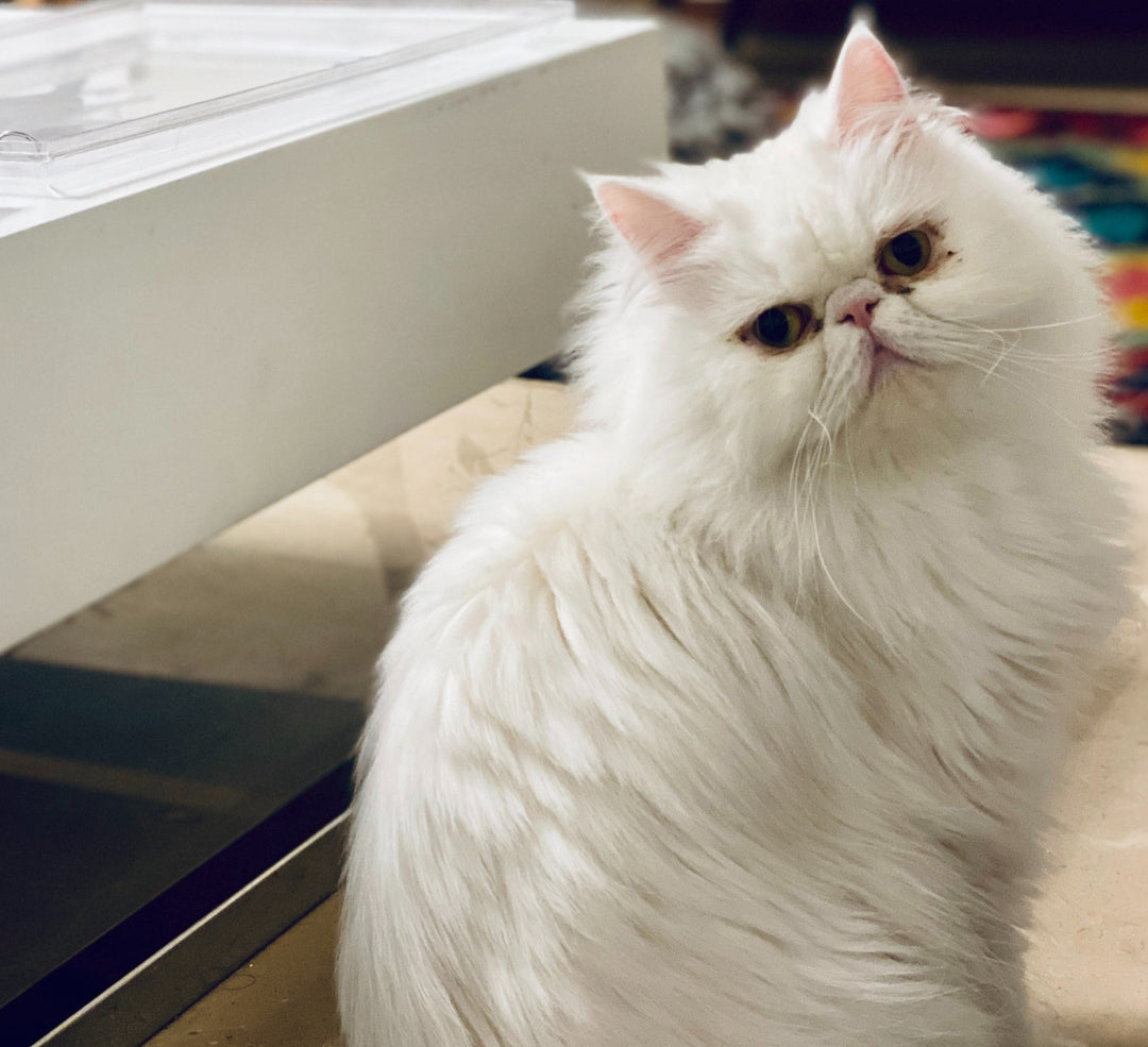 Are Persian Cats Hypoallergenic?