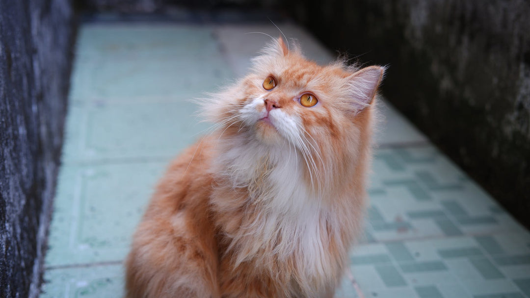 Siberian Cat On Floor