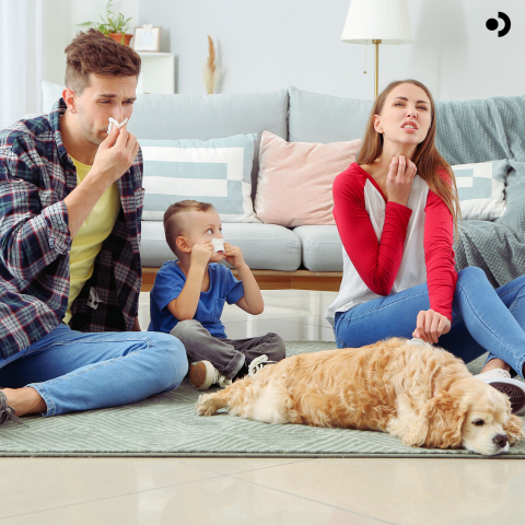 Cats and dogs with allergies