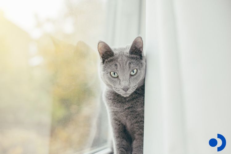 Hypoallergenic Cats: Which Breeds Are Allergy-Friendly?