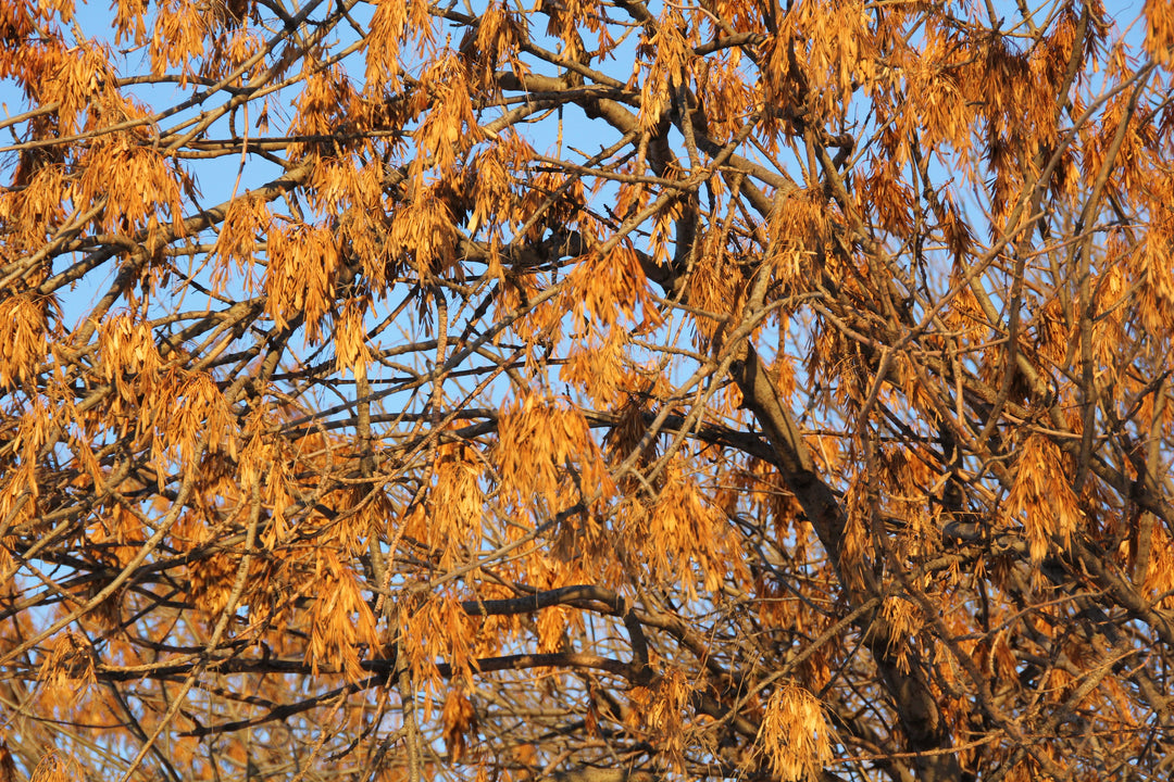 When Does Allergy Season Start?