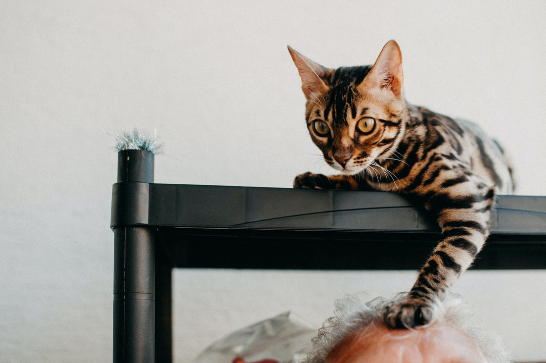 Are Bengal Cats Hypoallergenic? The Science Behind Bengal Cats and Allergies