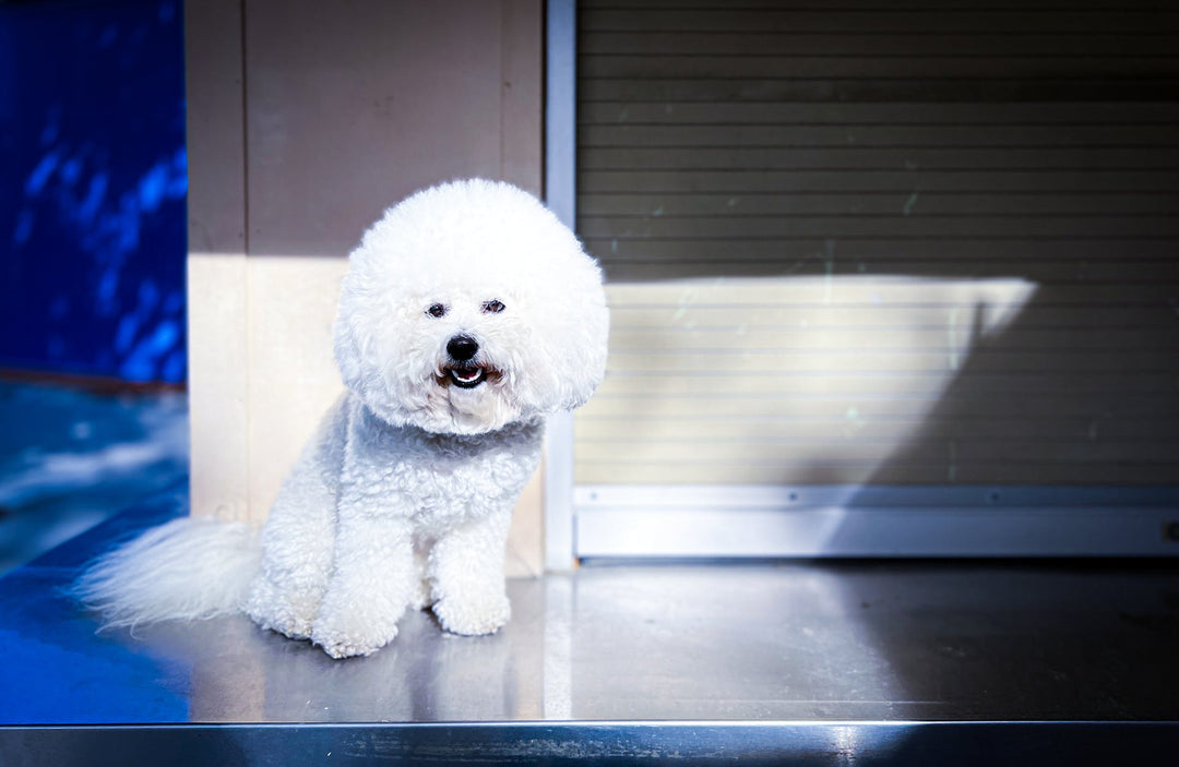 Small Hypoallergenic Dogs