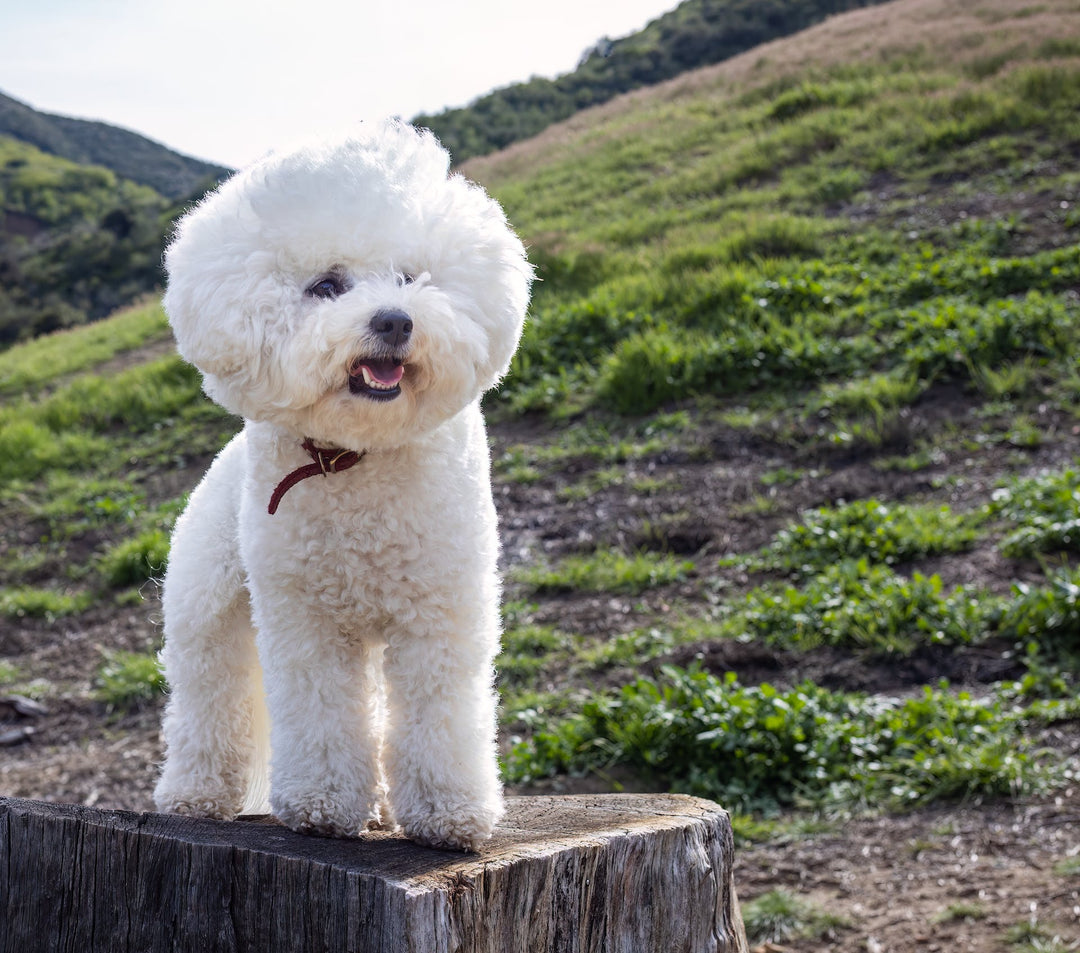 What Dogs are Hypoallergenic
