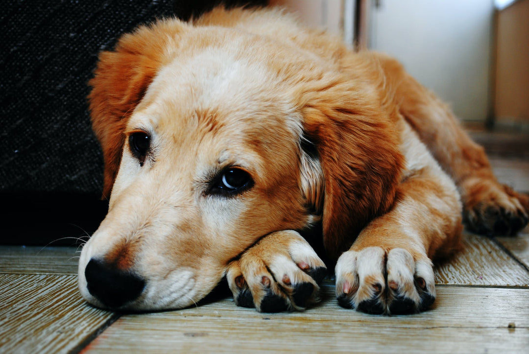 Dog Skin Allergies Treatment