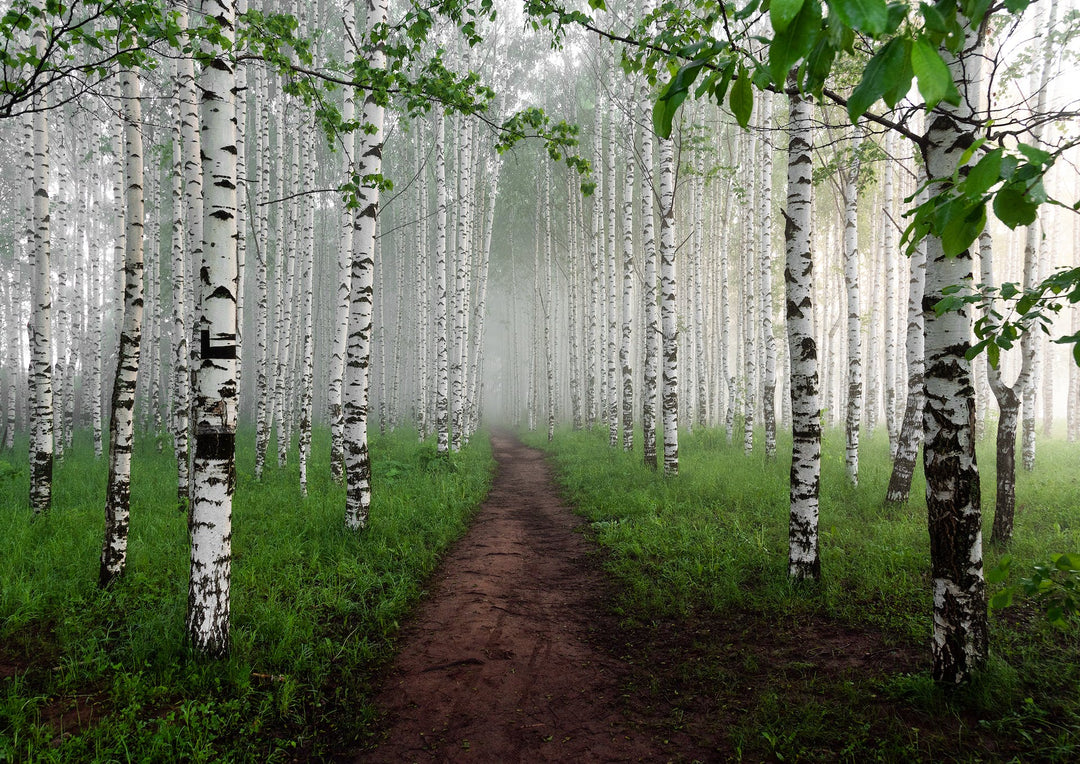 Birch Pollen Allergy