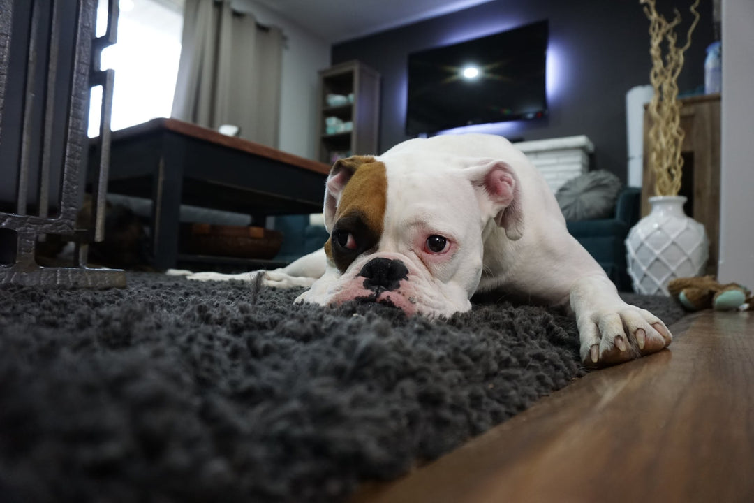 Dog Sneezing A Lot