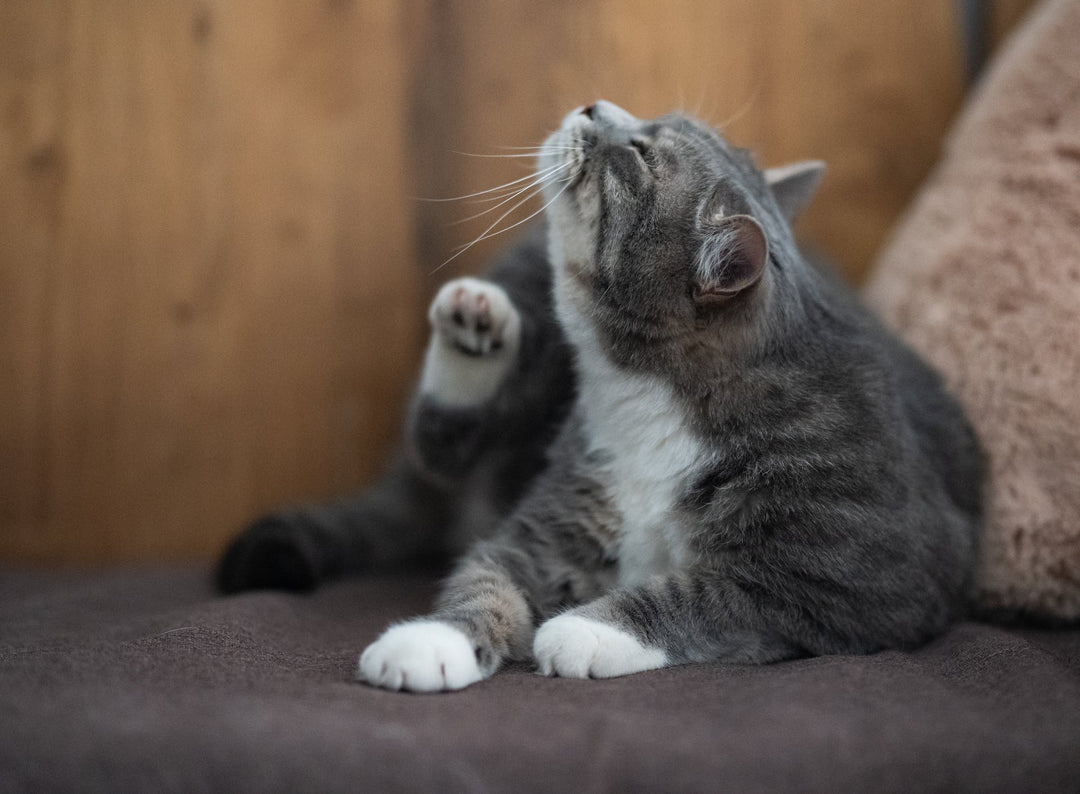 Cat Skin Allergies