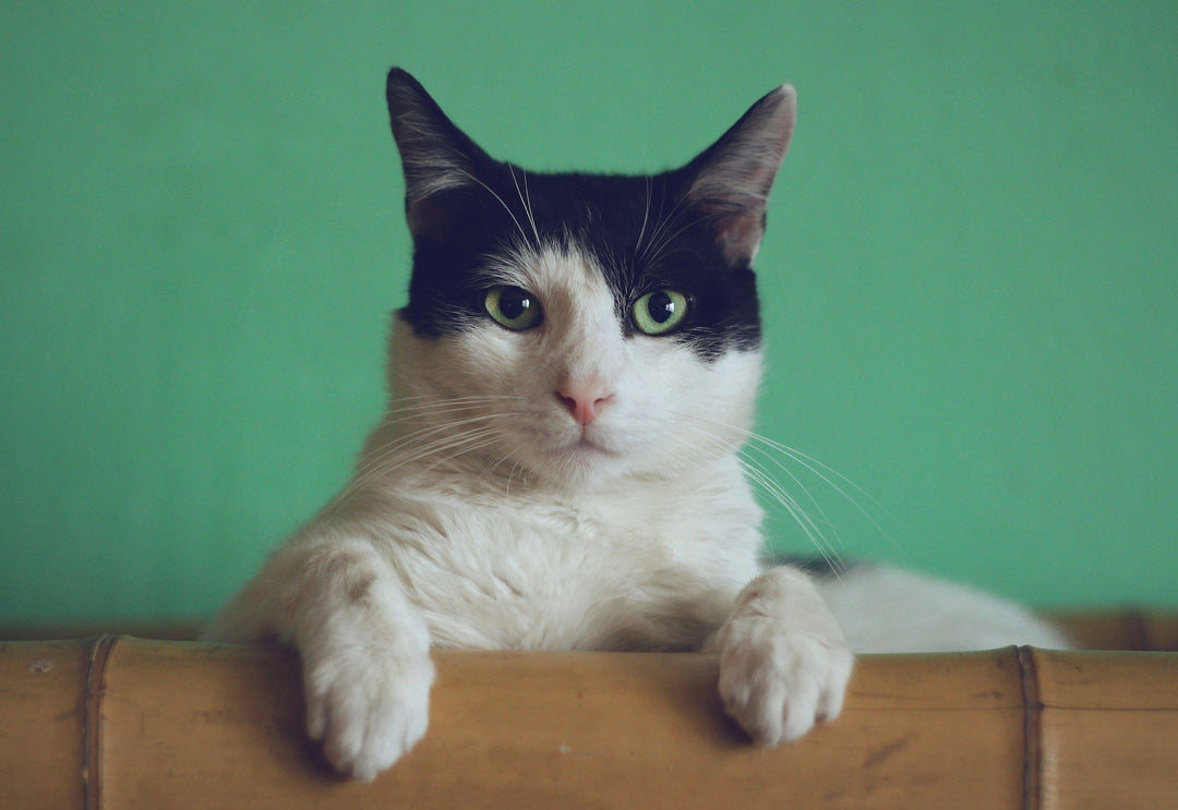 Why Does My Cat Keep Sneezing