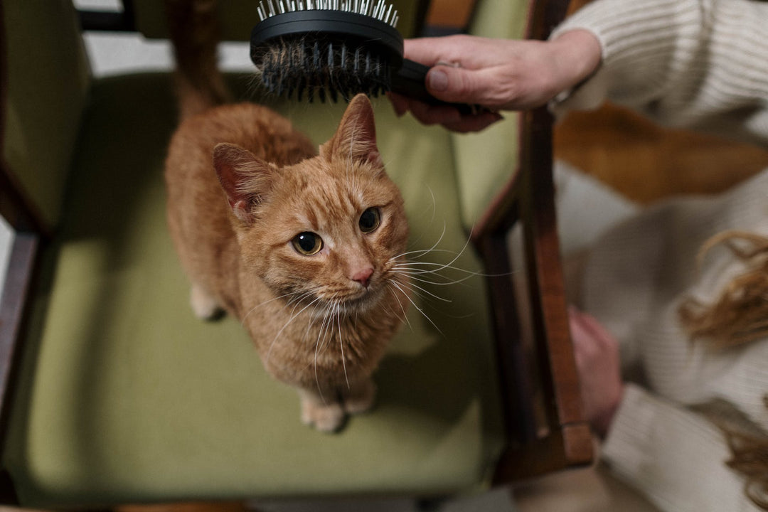 Pet Brush
