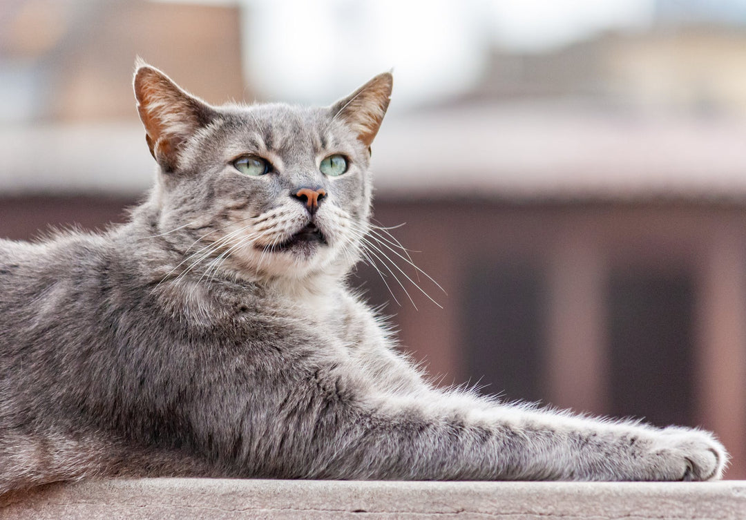 Common (and Unexpected) Cat Allergy Symptoms | Signs To Look Our For