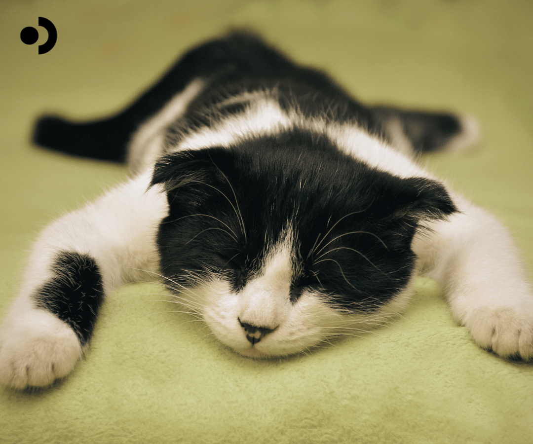 Cat Skin Allergies