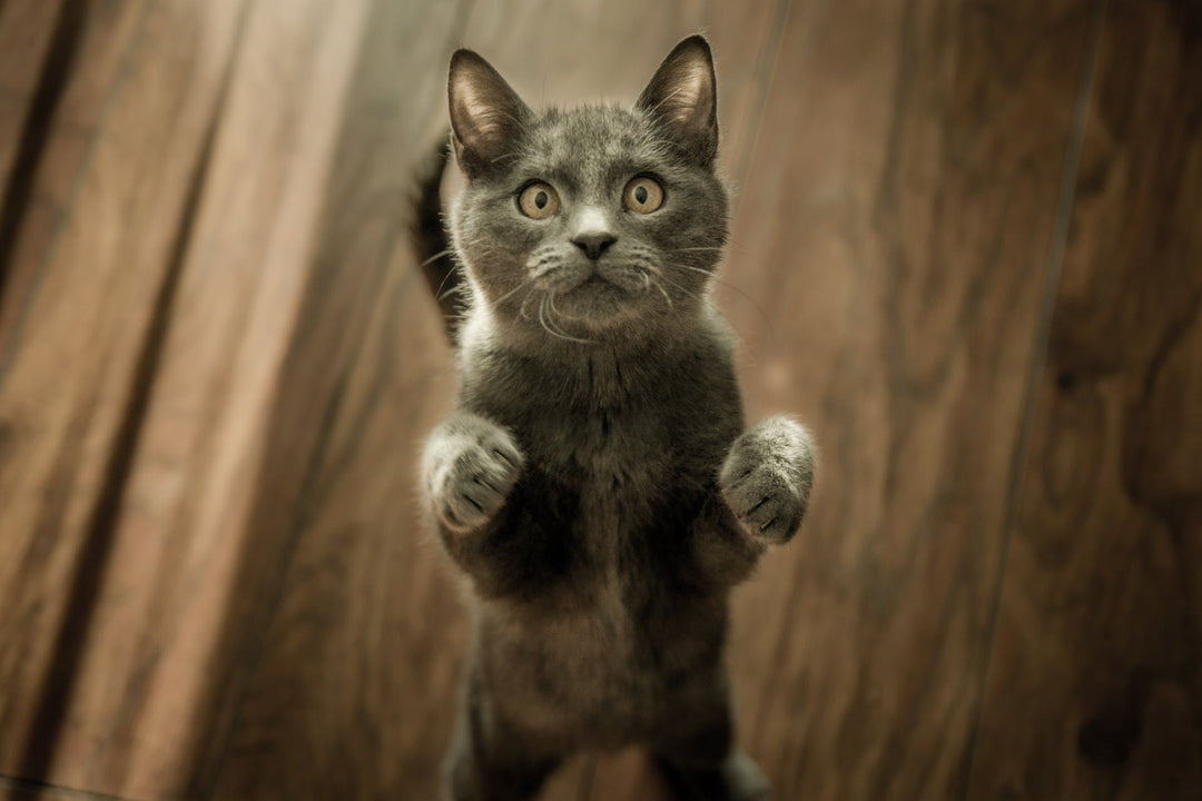 How To Train A Cat