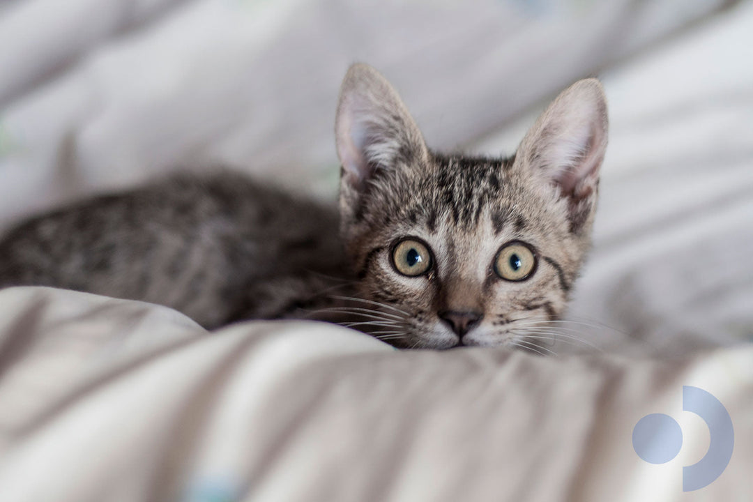 Best Cats for Allergies: Which Breeds Are Allergy-Friendly?