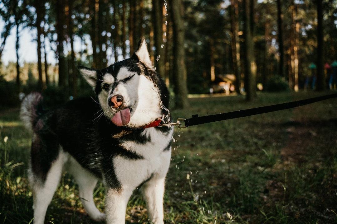 Nail Grinders for Dogs