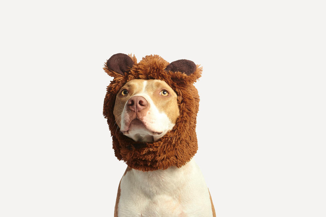 Allergy Medicine for Dogs