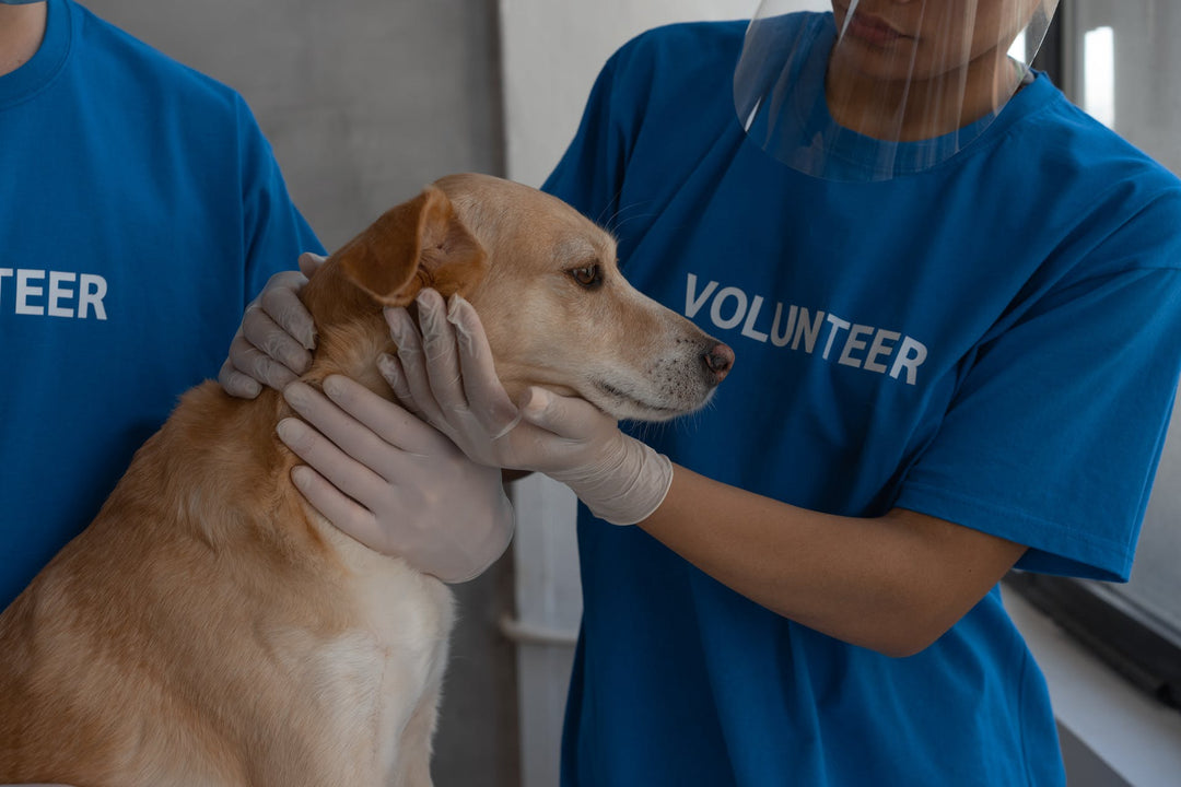 How Often Should I Take My Dog To The Vet