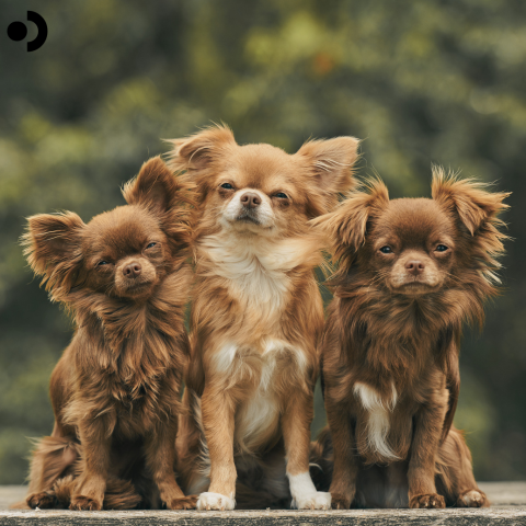 Dogs