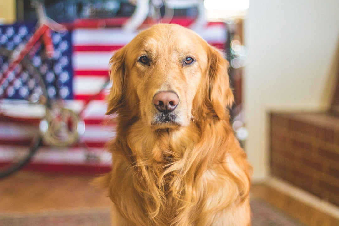 Dog Allergy Medicine