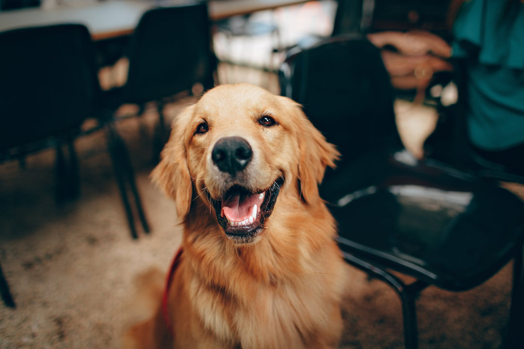 Are Golden Retrievers Hypoallergenic