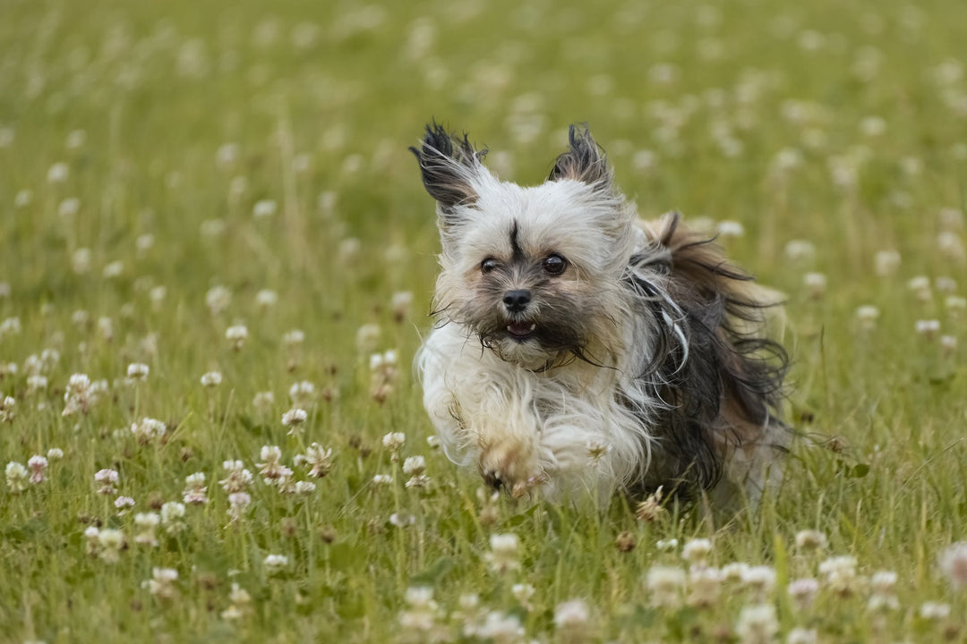 Hypoallergenic Dogs