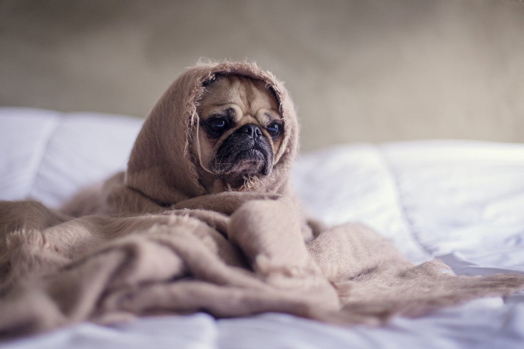 Home Remedies for Dog Allergies