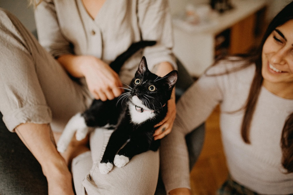 Pet Dander 101: What It Is And Why It Matters