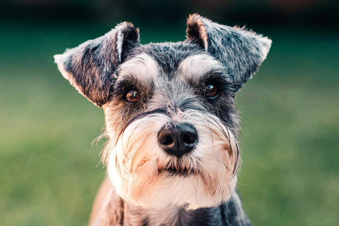 Best Hypoallergenic Dogs