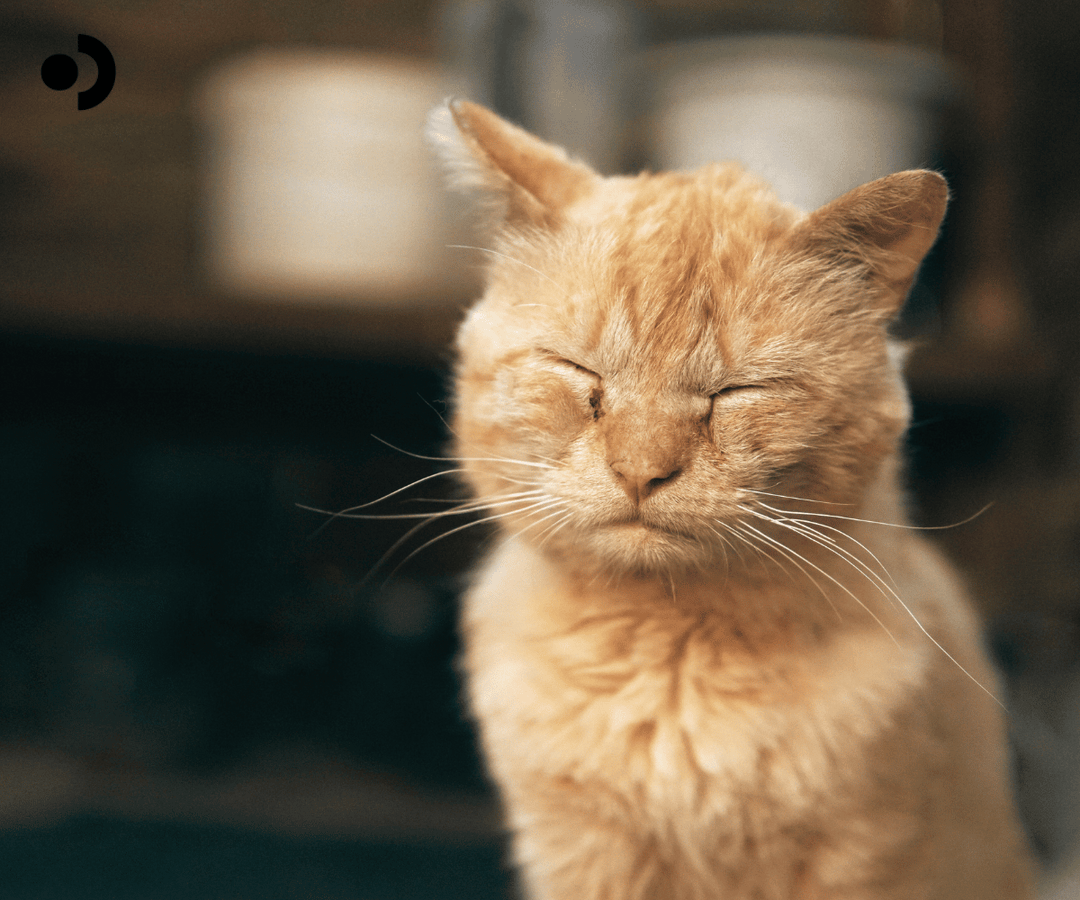 Navigating Special Cases in Cat Health