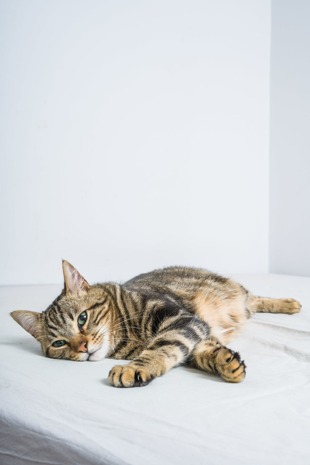 Cat Allergy Sleep Problems: How Your Feline Friend Could Be Affecting Your Rest