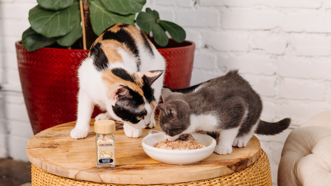 Egg powder for cat allergies