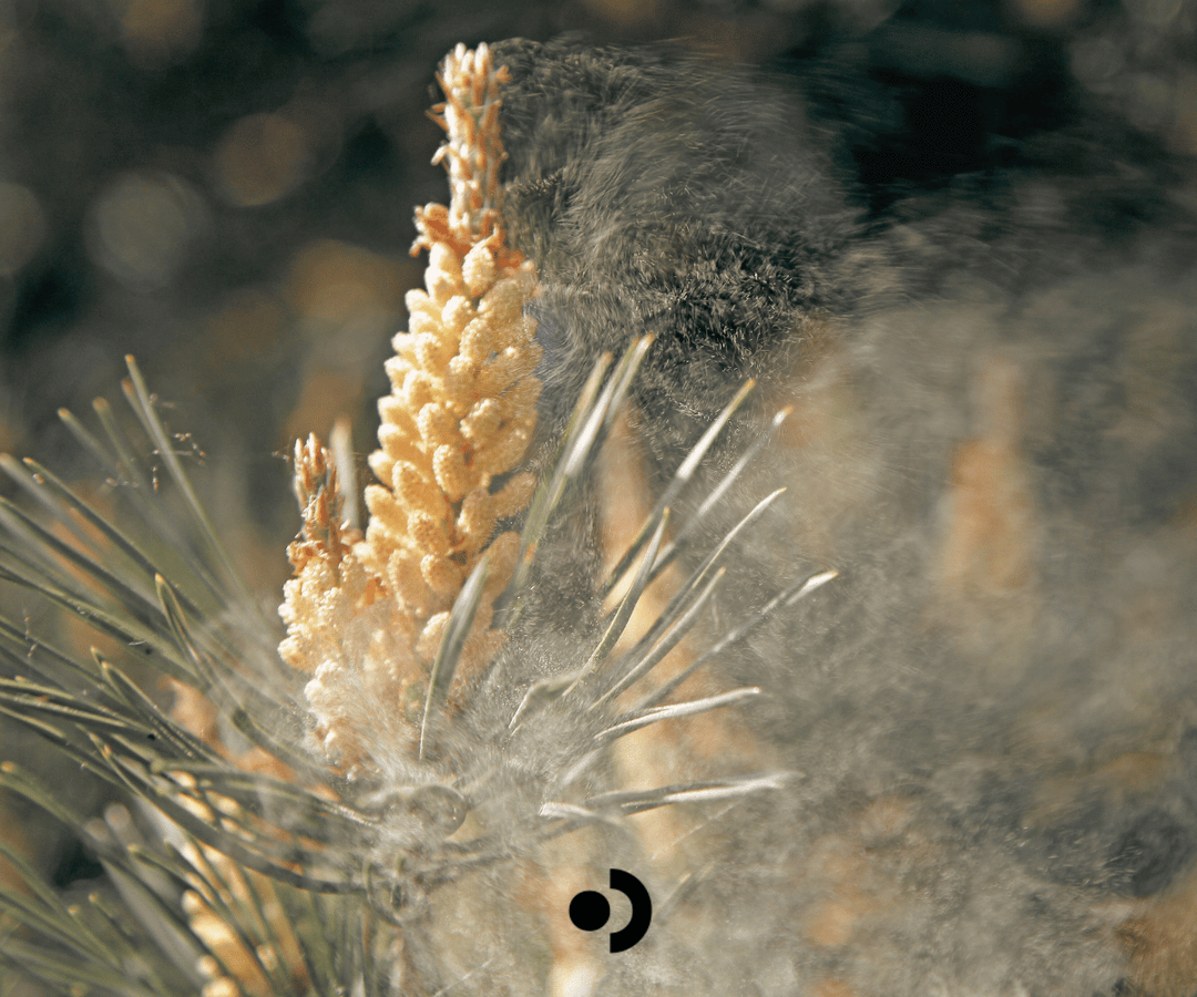 Understanding Pollen, Tree, and Flower Allergens: The Science Behind Seasonal Sensitivities
