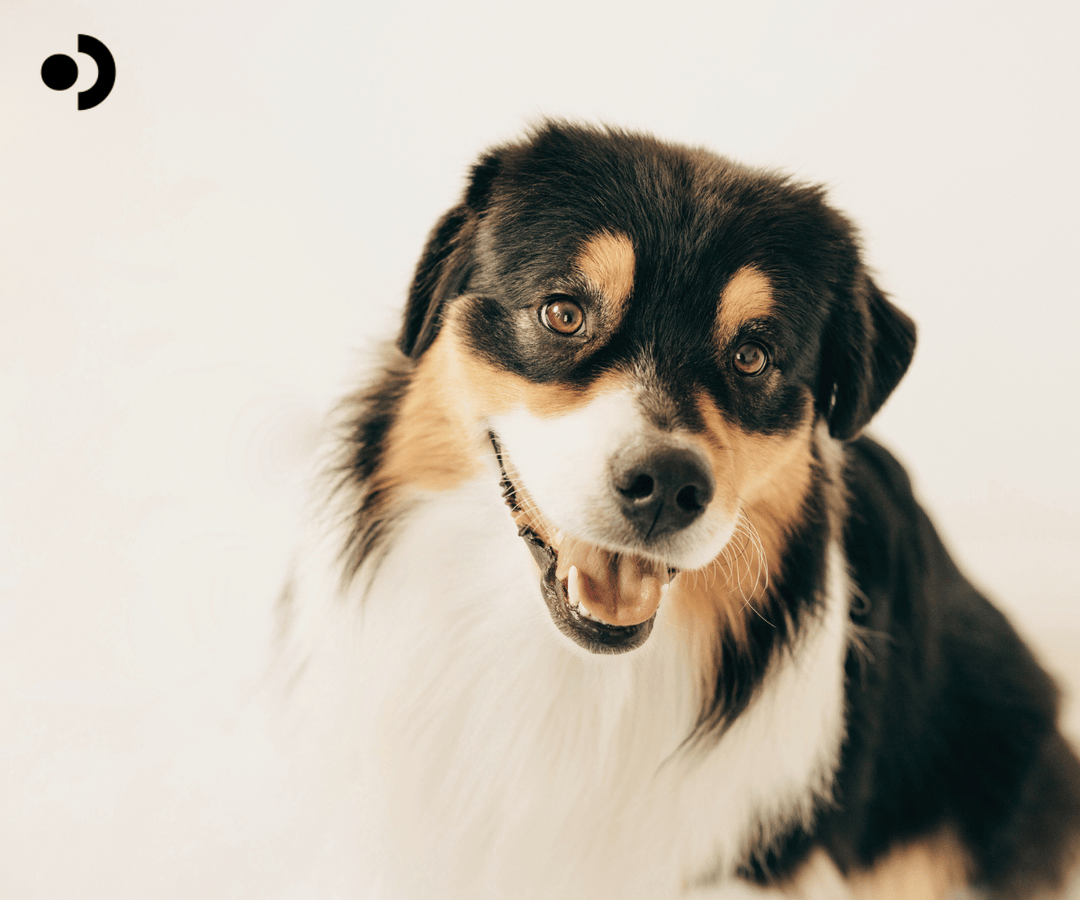 Understanding dog allergens