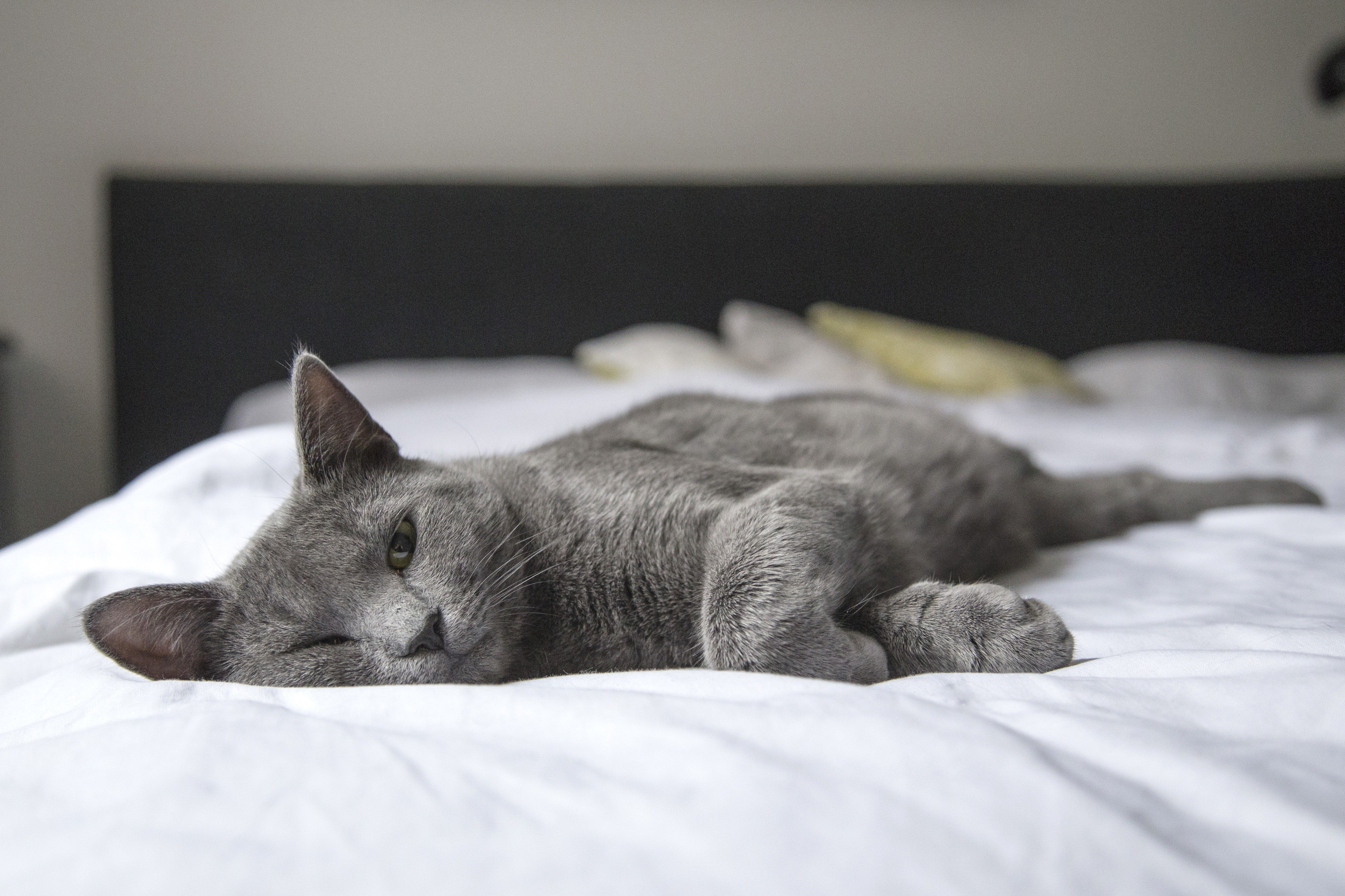 gray cat laying on bed